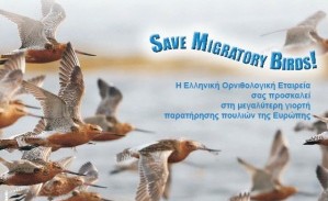 save_birds