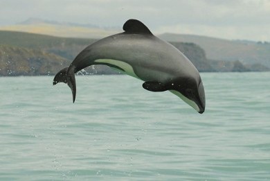 delfinia-maui
