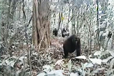 Cross-River-gorilla